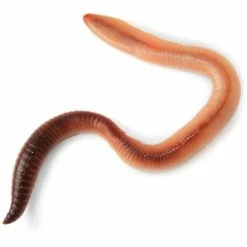 Coupon ???? My Living World Worm Kit ???? -Hobbycraft Shop 583064 1000 6 my living world worm kit